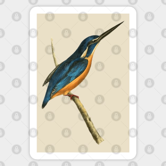 Azure Kingfisher Vintage Bird Illustration by William Swainson Sticker by TuncGK